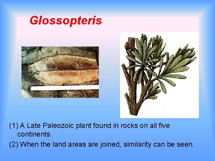 Glossopteris (1) A Late Paleozoic plant found in rocks on all five continents. (2) Glossopteris (1) A Late Paleozoic plant found in rocks on all five continents. (2)