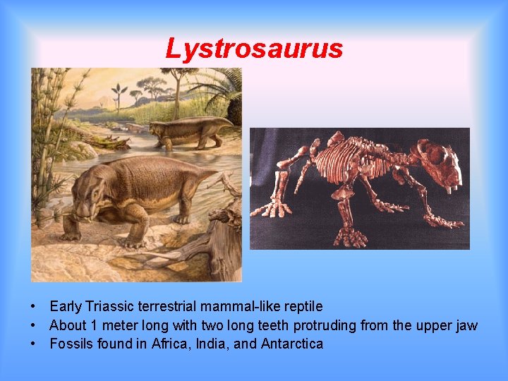Lystrosaurus • Early Triassic terrestrial mammal-like reptile • About 1 meter long with two Lystrosaurus • Early Triassic terrestrial mammal-like reptile • About 1 meter long with two
