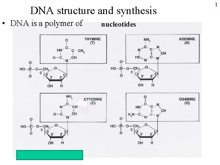 DNA structure and synthesis • DNA is a polymer of nucleotides 1 
