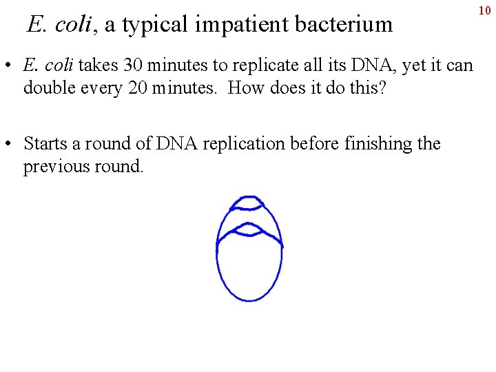 E. coli, a typical impatient bacterium • E. coli takes 30 minutes to replicate