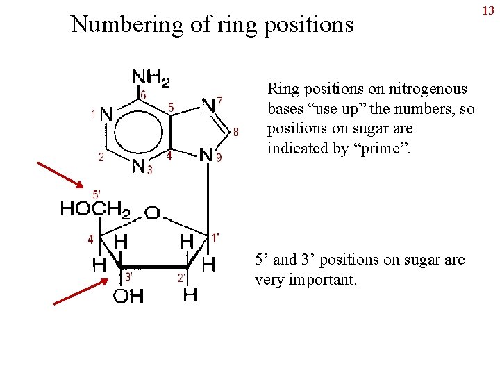 Numbering of ring positions Ring positions on nitrogenous bases “use up” the numbers, so