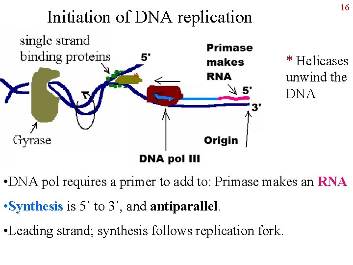 Initiation of DNA replication * 16 * Helicases unwind the DNA • DNA pol