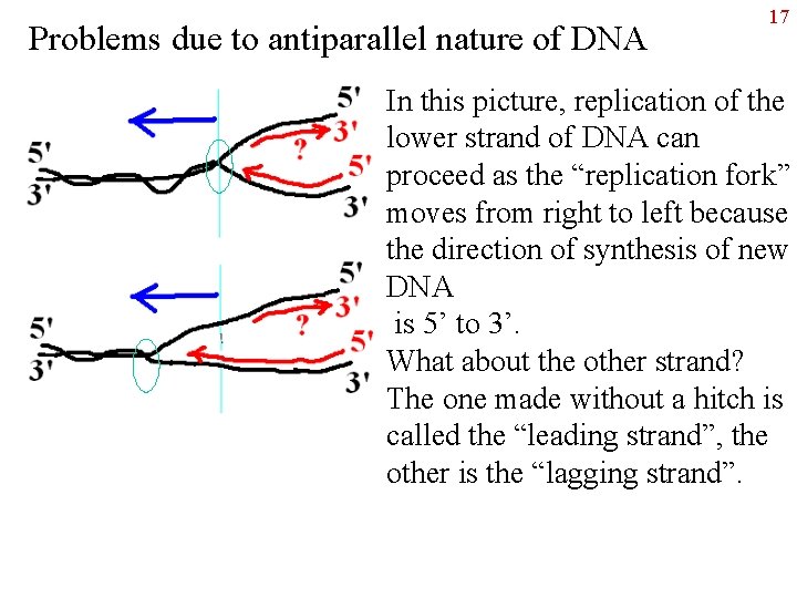 Problems due to antiparallel nature of DNA 17 In this picture, replication of the