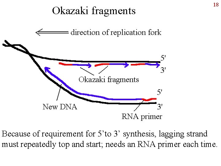Okazaki fragments 18 Because of requirement for 5’to 3’ synthesis, lagging strand must repeatedly