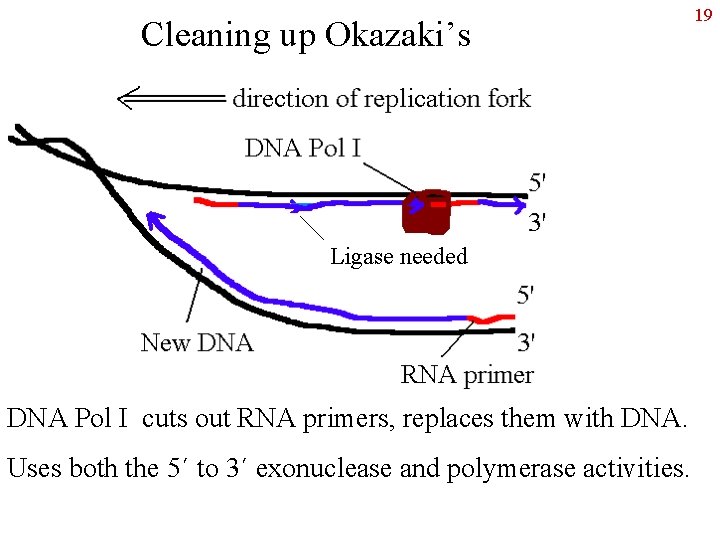 Cleaning up Okazaki’s Ligase needed DNA Pol I cuts out RNA primers, replaces them