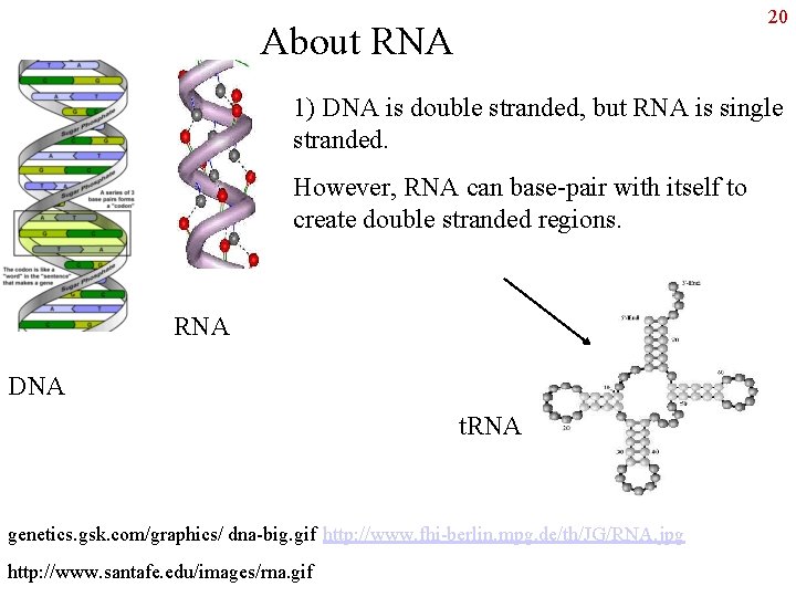 20 About RNA 1) DNA is double stranded, but RNA is single stranded. However,