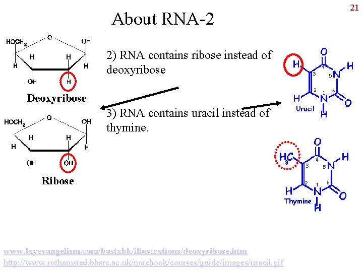 About RNA-2 2) RNA contains ribose instead of deoxyribose 3) RNA contains uracil instead
