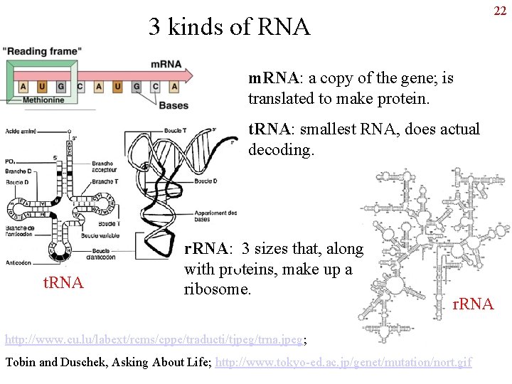 22 3 kinds of RNA m. RNA: a copy of the gene; is translated