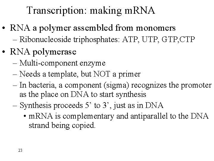 Transcription: making m. RNA • RNA a polymer assembled from monomers – Ribonucleoside triphosphates: