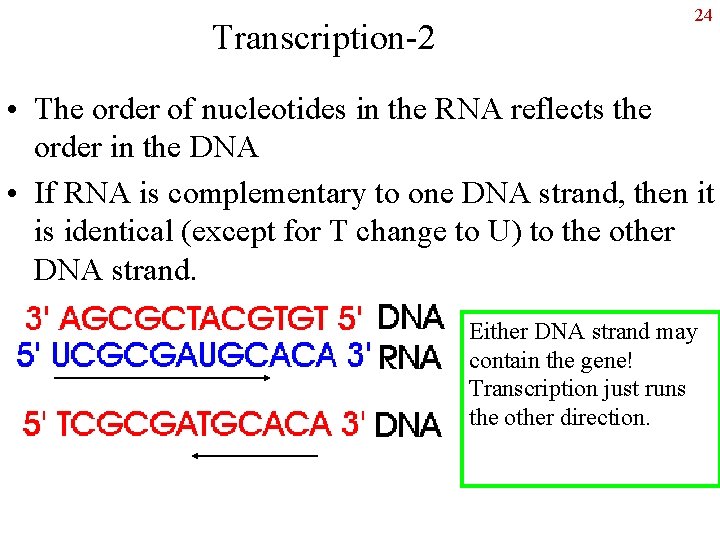 Transcription-2 24 • The order of nucleotides in the RNA reflects the order in