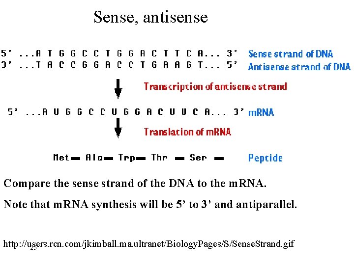 Sense, antisense Compare the sense strand of the DNA to the m. RNA. Note