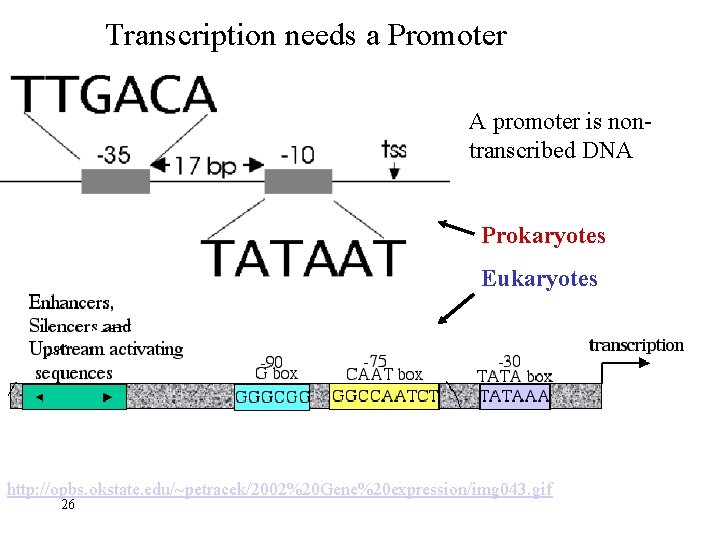 Transcription needs a Promoter A promoter is nontranscribed DNA Prokaryotes Eukaryotes http: //opbs. okstate.