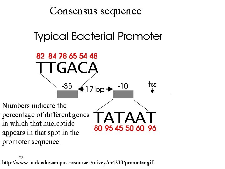 Consensus sequence Numbers indicate the percentage of different genes in which that nucleotide appears