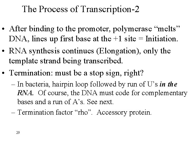 The Process of Transcription-2 • After binding to the promoter, polymerase “melts” DNA, lines