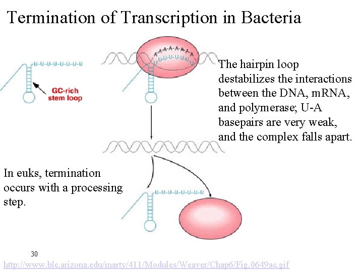 Termination of Transcription in Bacteria The hairpin loop destabilizes the interactions between the DNA,