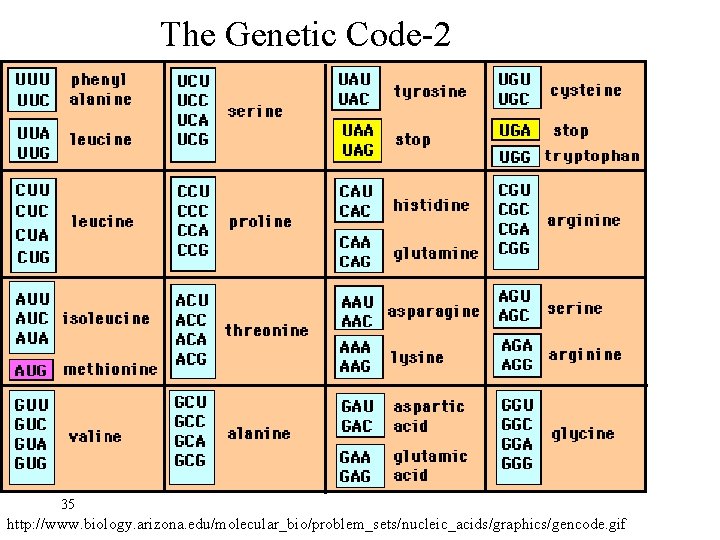 The Genetic Code-2 35 http: //www. biology. arizona. edu/molecular_bio/problem_sets/nucleic_acids/graphics/gencode. gif 