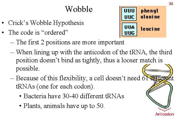 Wobble 36 • Crick’s Wobble Hypothesis • The code is “ordered” – The first
