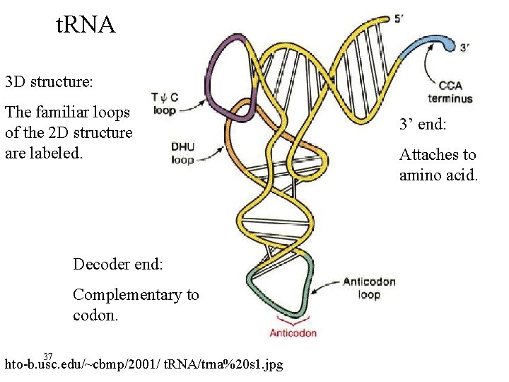 t. RNA 3 D structure: The familiar loops of the 2 D structure are