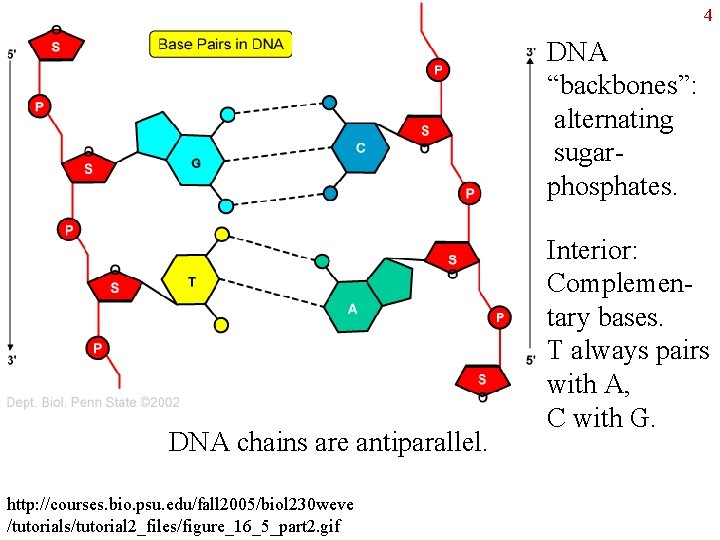 4 DNA “backbones”: alternating sugarphosphates. DNA chains are antiparallel. http: //courses. bio. psu. edu/fall