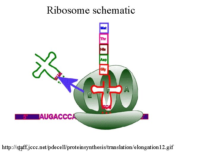 Ribosome schematic http: //staff. jccc. net/pdecell/proteinsynthesis/translation/elongation 12. gif 42 