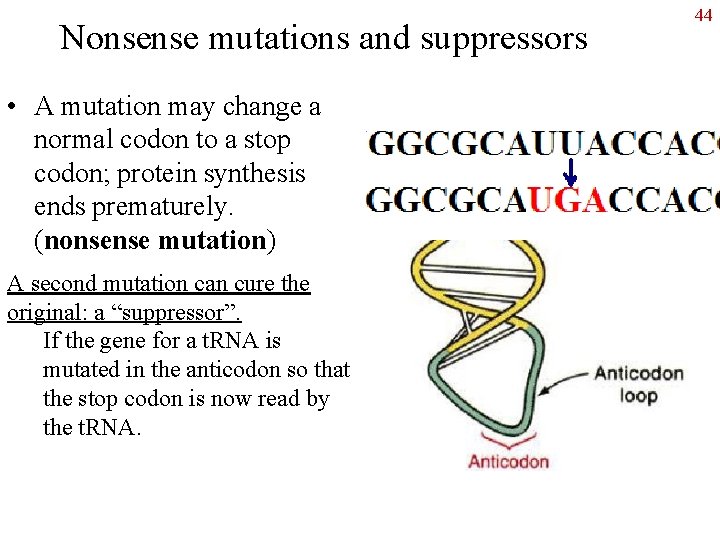 Nonsense mutations and suppressors • A mutation may change a normal codon to a