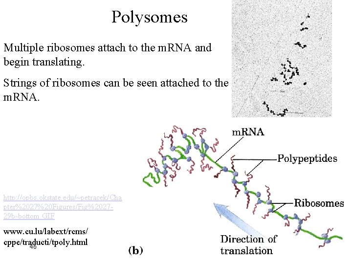 Polysomes Multiple ribosomes attach to the m. RNA and begin translating. Strings of ribosomes