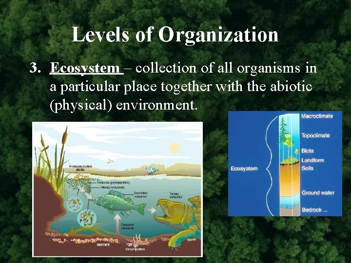 Levels of Organization 3. Ecosystem – collection of all organisms in a particular place