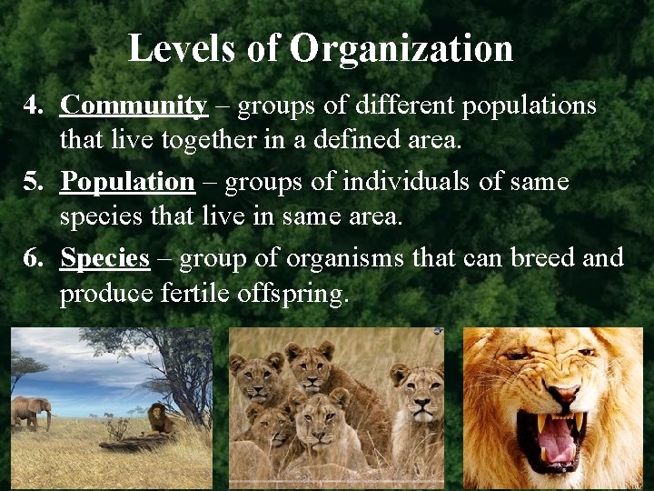 Levels of Organization 4. Community – groups of different populations that live together in