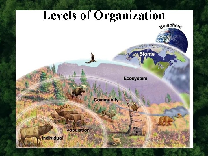 Levels of Organization 