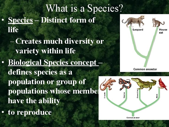 What is a Species? • Species – Distinct form of life – Creates much