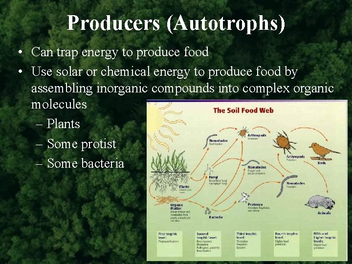 Producers (Autotrophs) • Can trap energy to produce food • Use solar or chemical