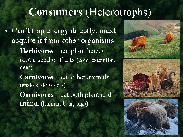 Consumers (Heterotrophs) • Can’t trap energy directly; must acquire it from other organisms –