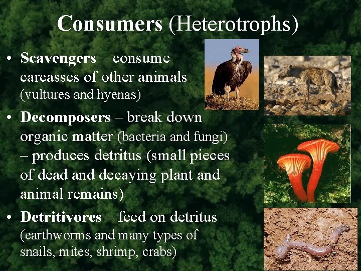 Consumers (Heterotrophs) • Scavengers – consume carcasses of other animals (vultures and hyenas) •
