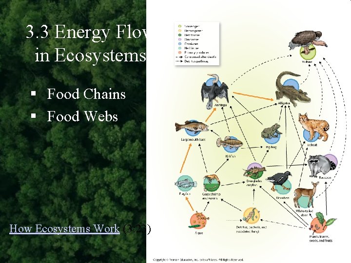 3. 3 Energy Flow in Ecosystems § Food Chains § Food Webs How Ecosystems