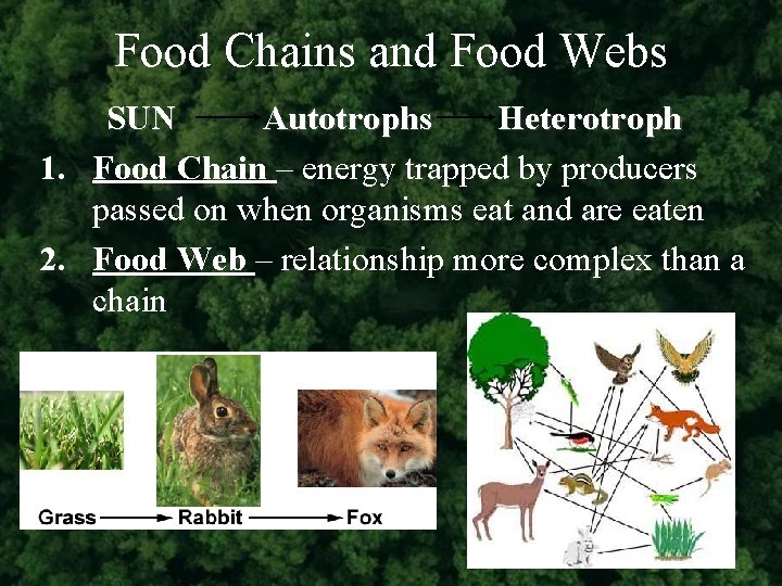 Food Chains and Food Webs SUN Autotrophs Heterotroph 1. Food Chain – energy trapped