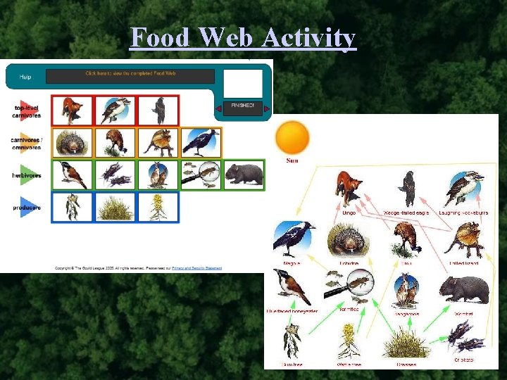 Food Web Activity 