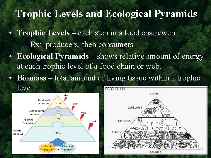 Trophic Levels and Ecological Pyramids • Trophic Levels – each step in a food