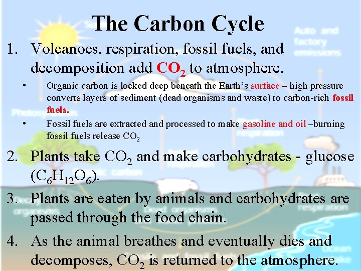 The Carbon Cycle 1. Volcanoes, respiration, fossil fuels, and decomposition add CO 2 to