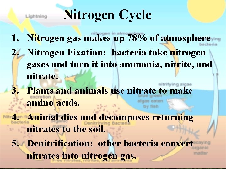 Nitrogen. Cycle 1. Nitrogen gas makes up 78% of atmosphere 2. Nitrogen Fixation: bacteria