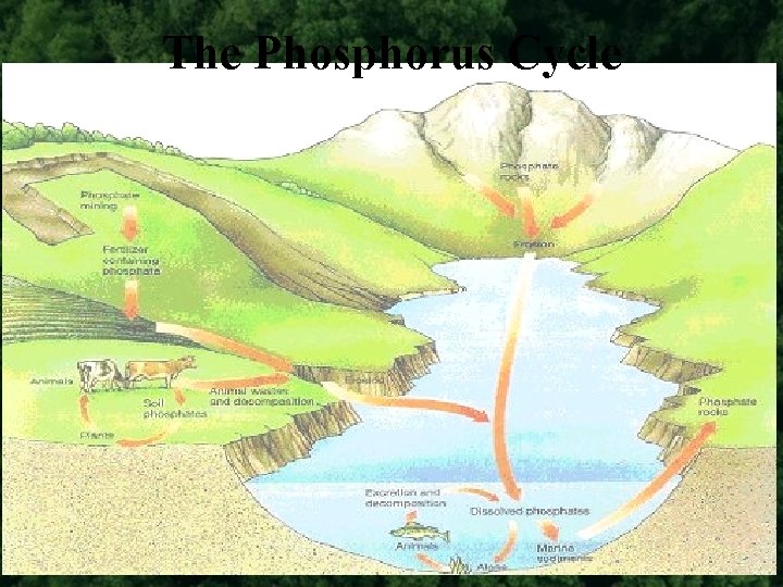 The Phosphorus Cycle 