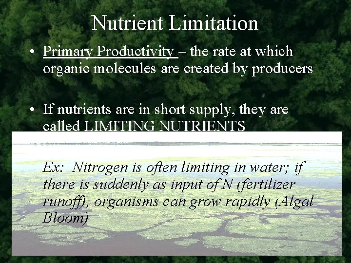 Nutrient Limitation • Primary Productivity – the rate at which organic molecules are created