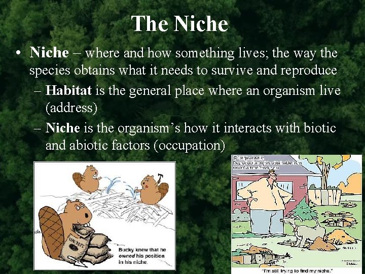 The Niche • Niche – where and how something lives; the way the species