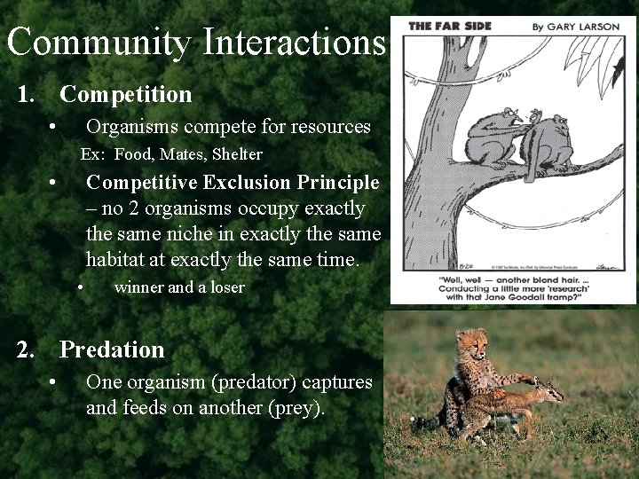 Community Interactions 1. Competition • Organisms compete for resources Ex: Food, Mates, Shelter •