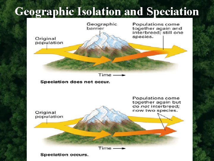 Geographic Isolation and Speciation 