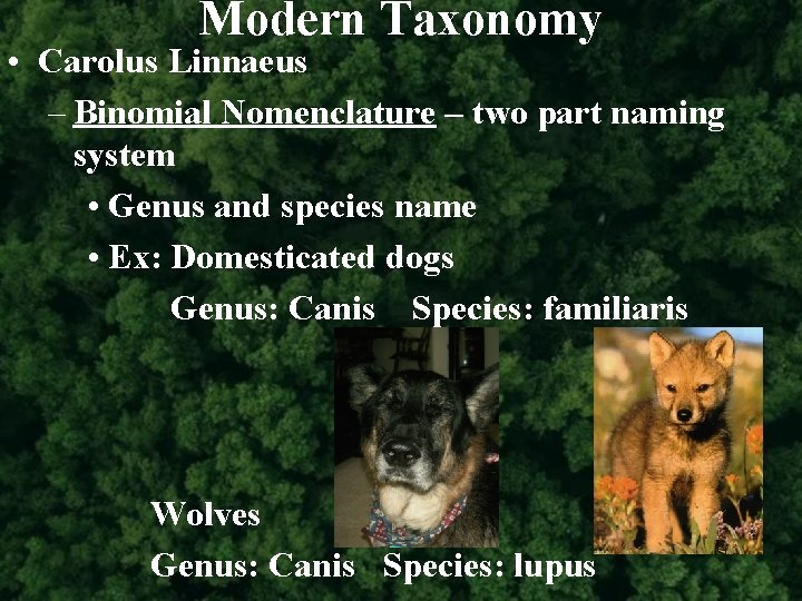 Modern Taxonomy • Carolus Linnaeus – Binomial Nomenclature – two part naming system •