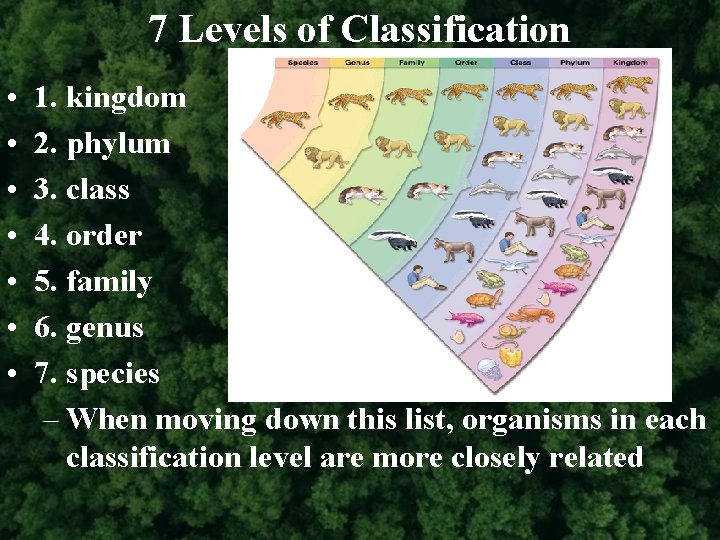 7 Levels of Classification • • 1. kingdom 2. phylum 3. class 4. order