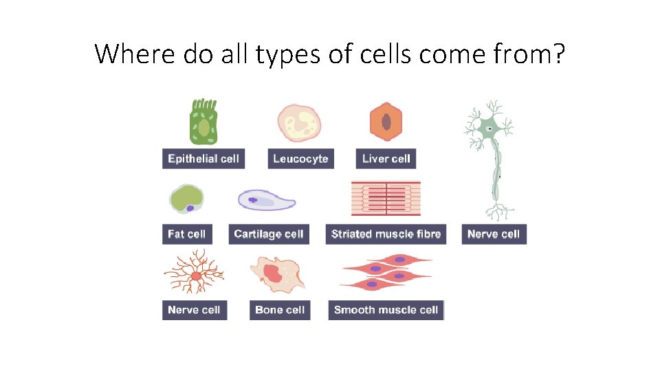 Where do all types of cells come from? 