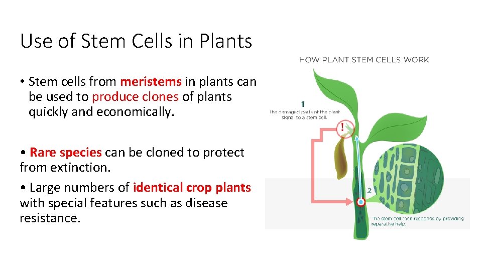 Use of Stem Cells in Plants • Stem cells from meristems in plants can