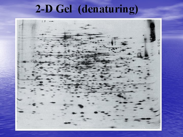 2 -D Gel (denaturing) 