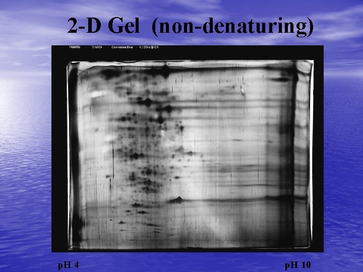 2 -D Gel (non-denaturing) p. H 4 p. H 10 